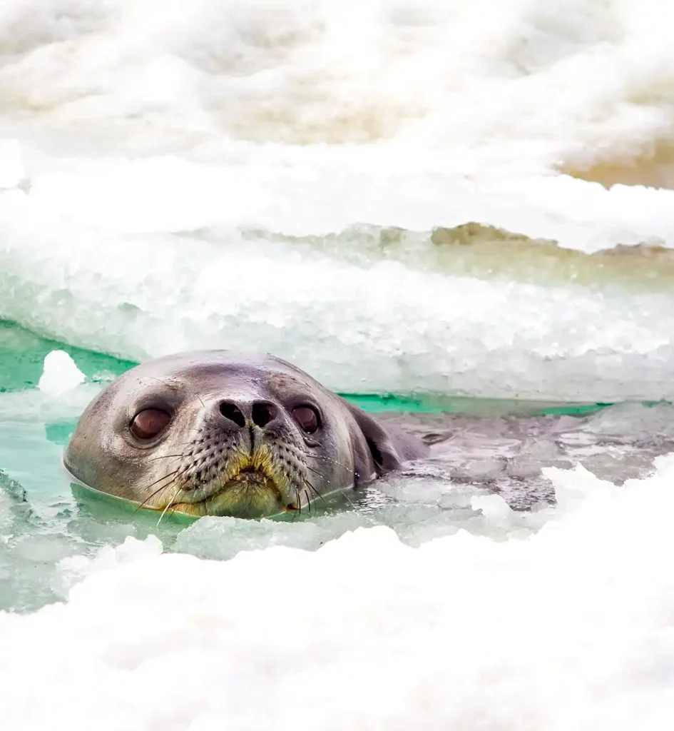 seal pokes its head out of the ice shelf