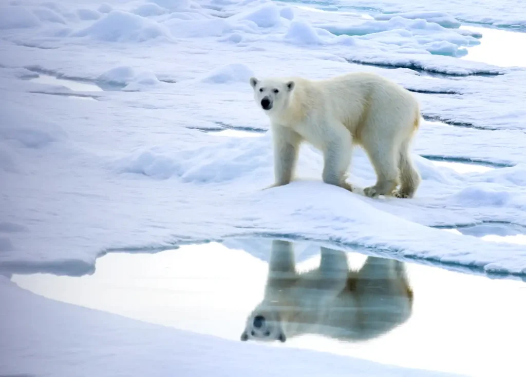 View polar bears in the arctic