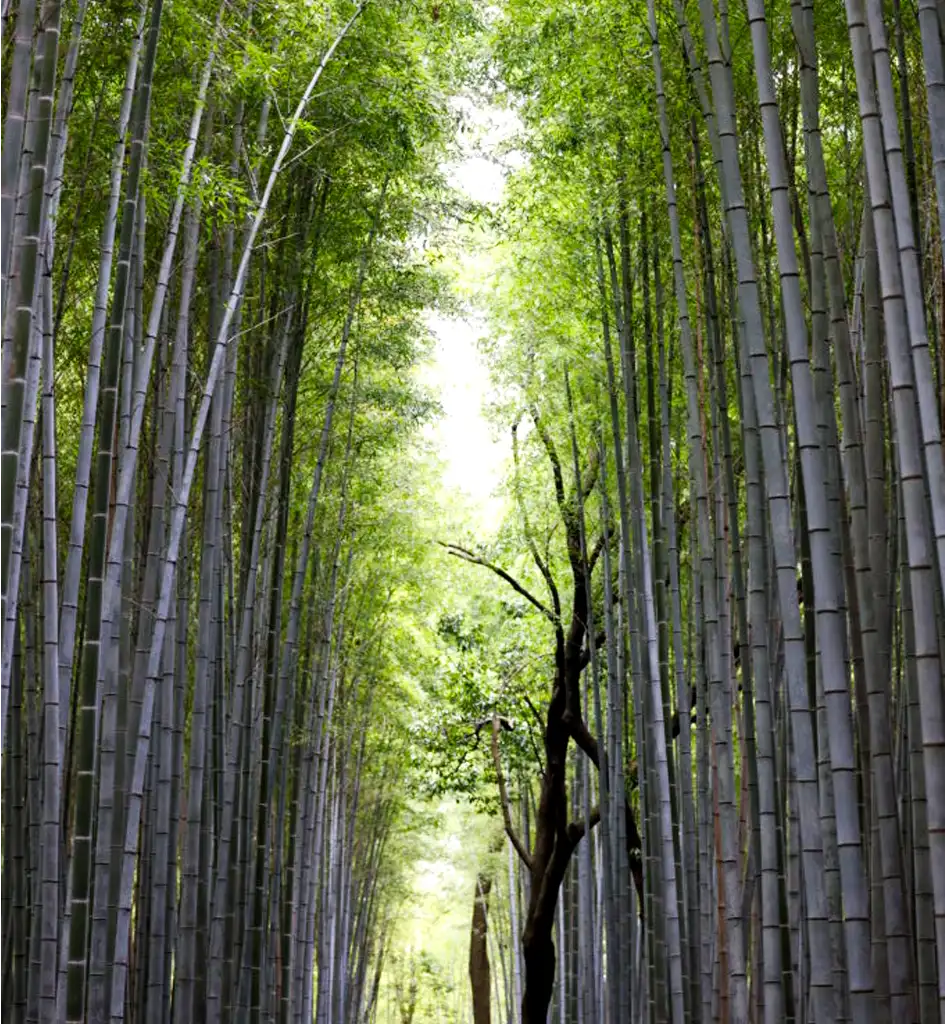 Bamboo Forests of Asia
