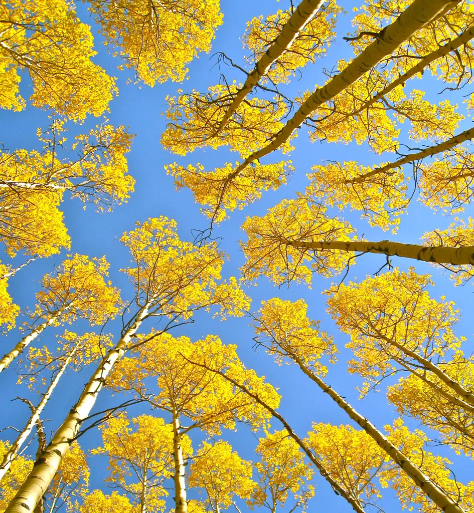 north-america-scroll-aspen