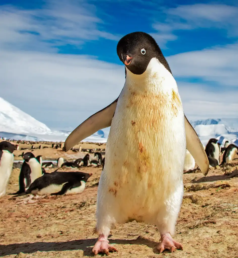 penguins in antartica