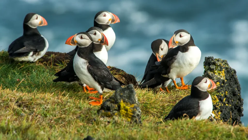 Why Adventure Seekers?​ Puffins!