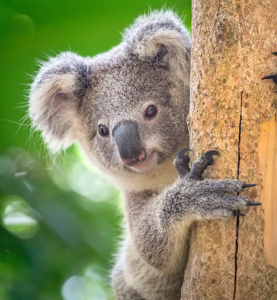 See koalas