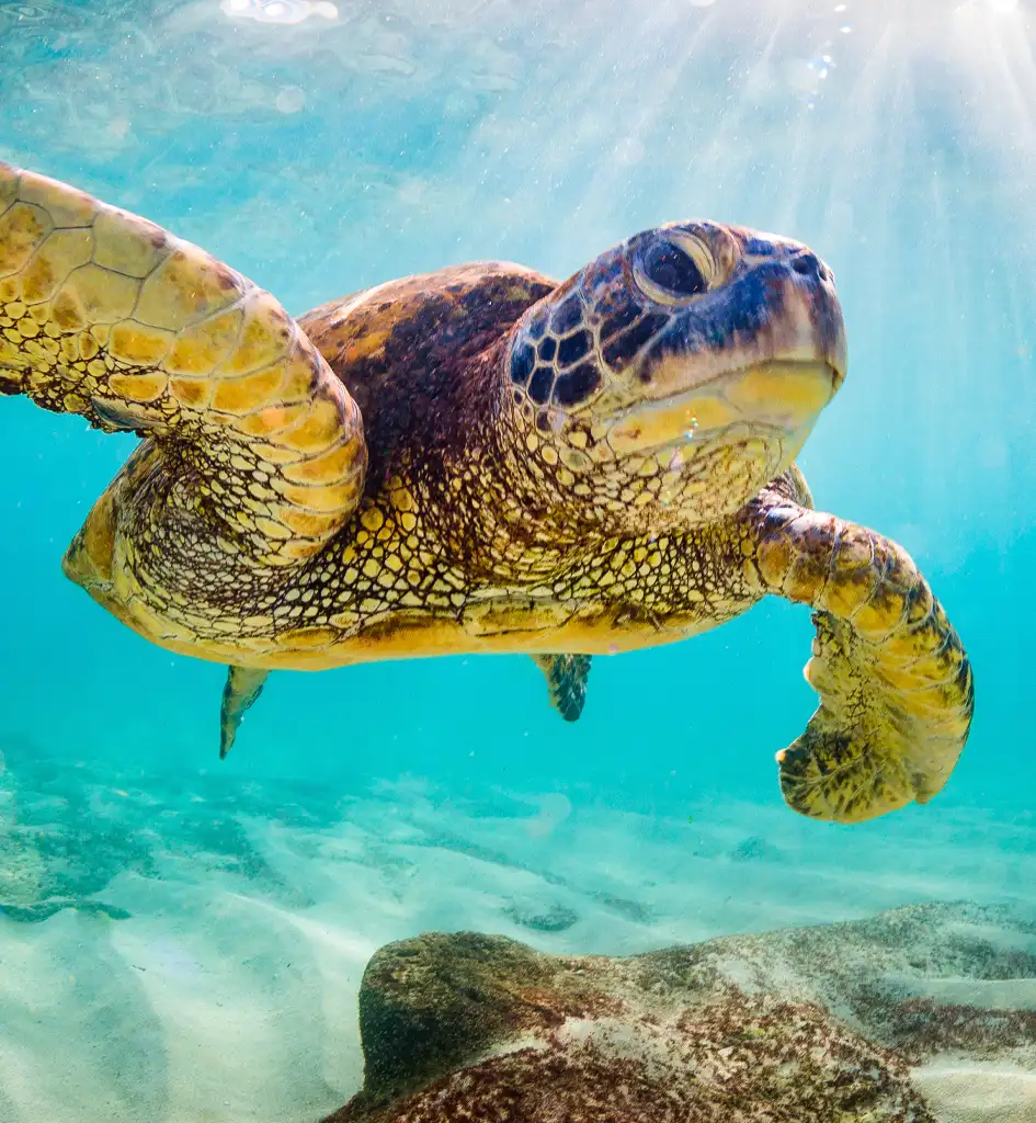 See turtles underwater