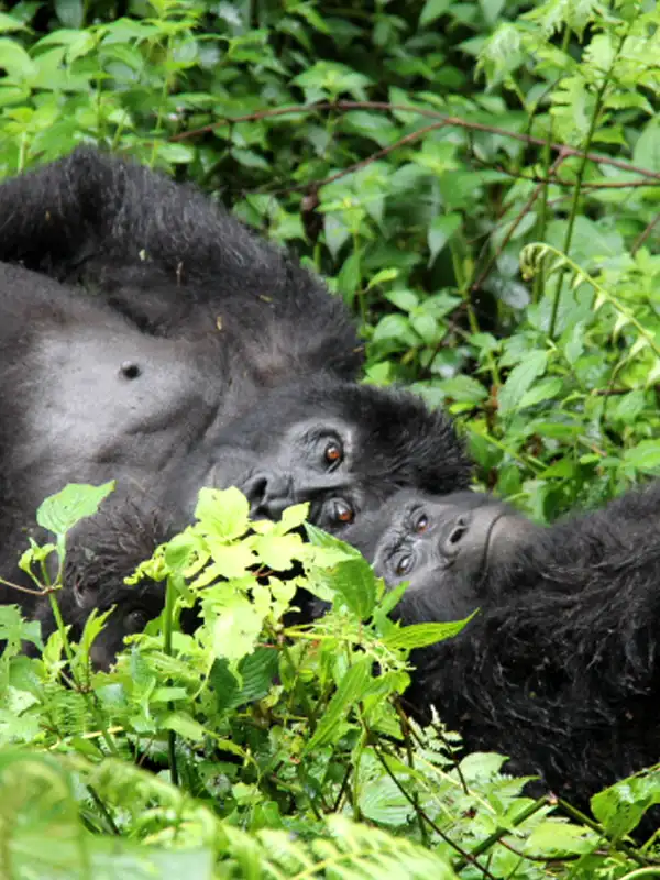 services_strip_gorillas