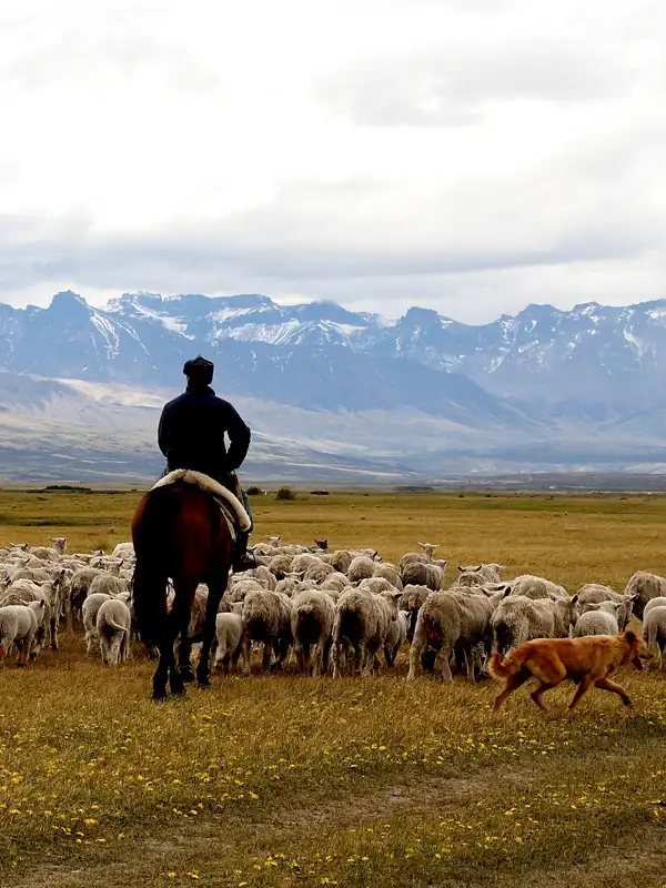 services_strip_sheep