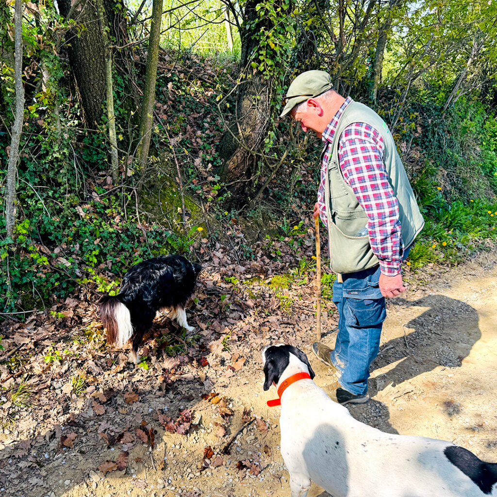truffle hunting dogs