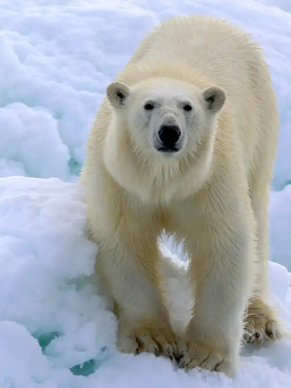polar bears at the far north pole