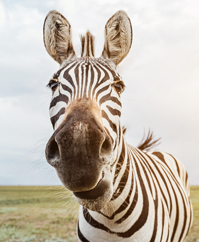 Africa